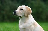 LABRADOR 1287